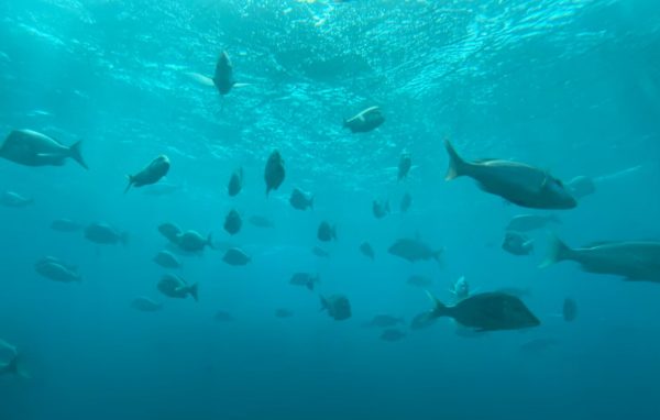 ブセナ海中公園